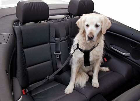 Auto Hunde-Sicherheitsgurt Gr. XS