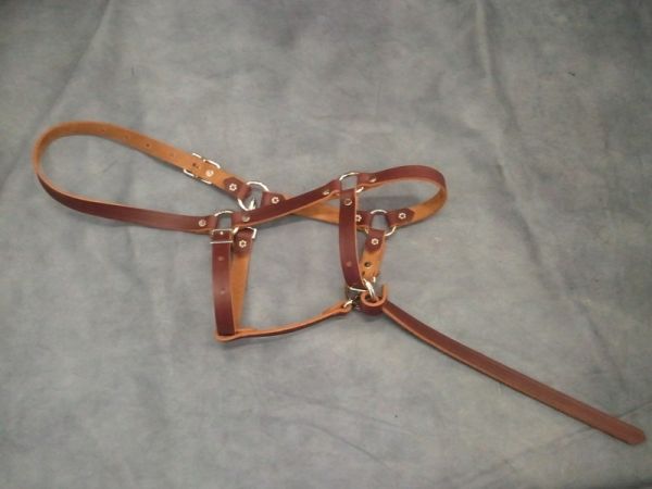 Buckaroo Fohlenhalfter Latigo