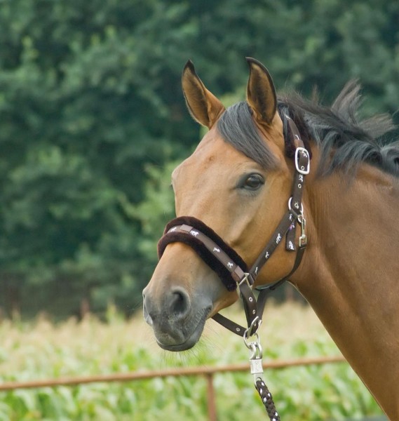 Halfter Silverhorse