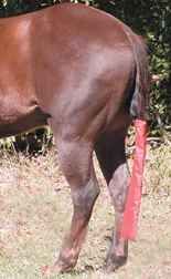 Tail Sack 4 Farben