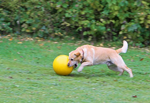 Hundespielball 30cm
