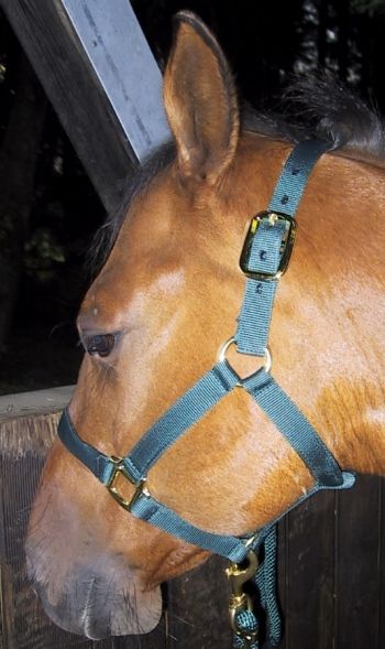 Halfter - PROFI-TACK -