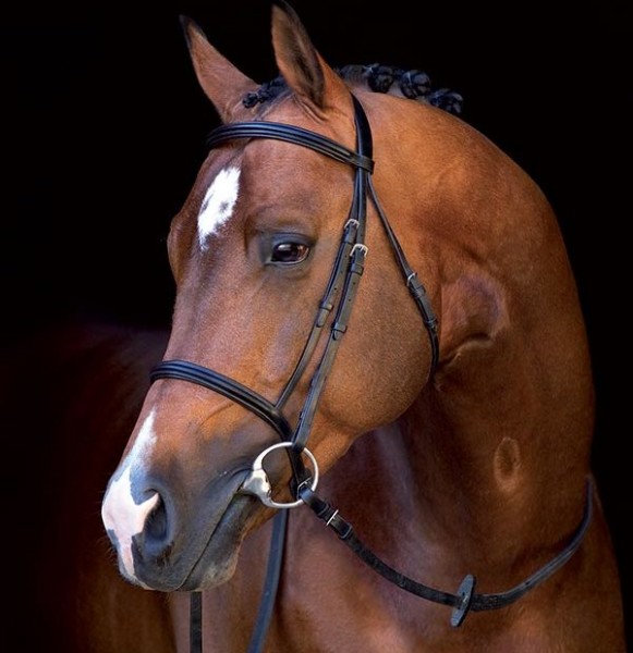 Horseware Mio Bridle