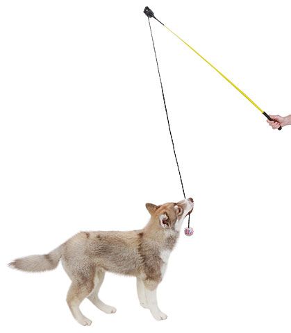 Hunde - Reizangel